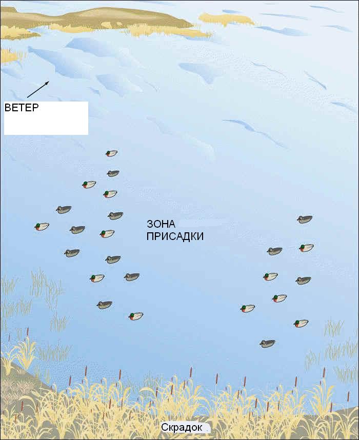 Схема расстановки чучел гусей на болоте
