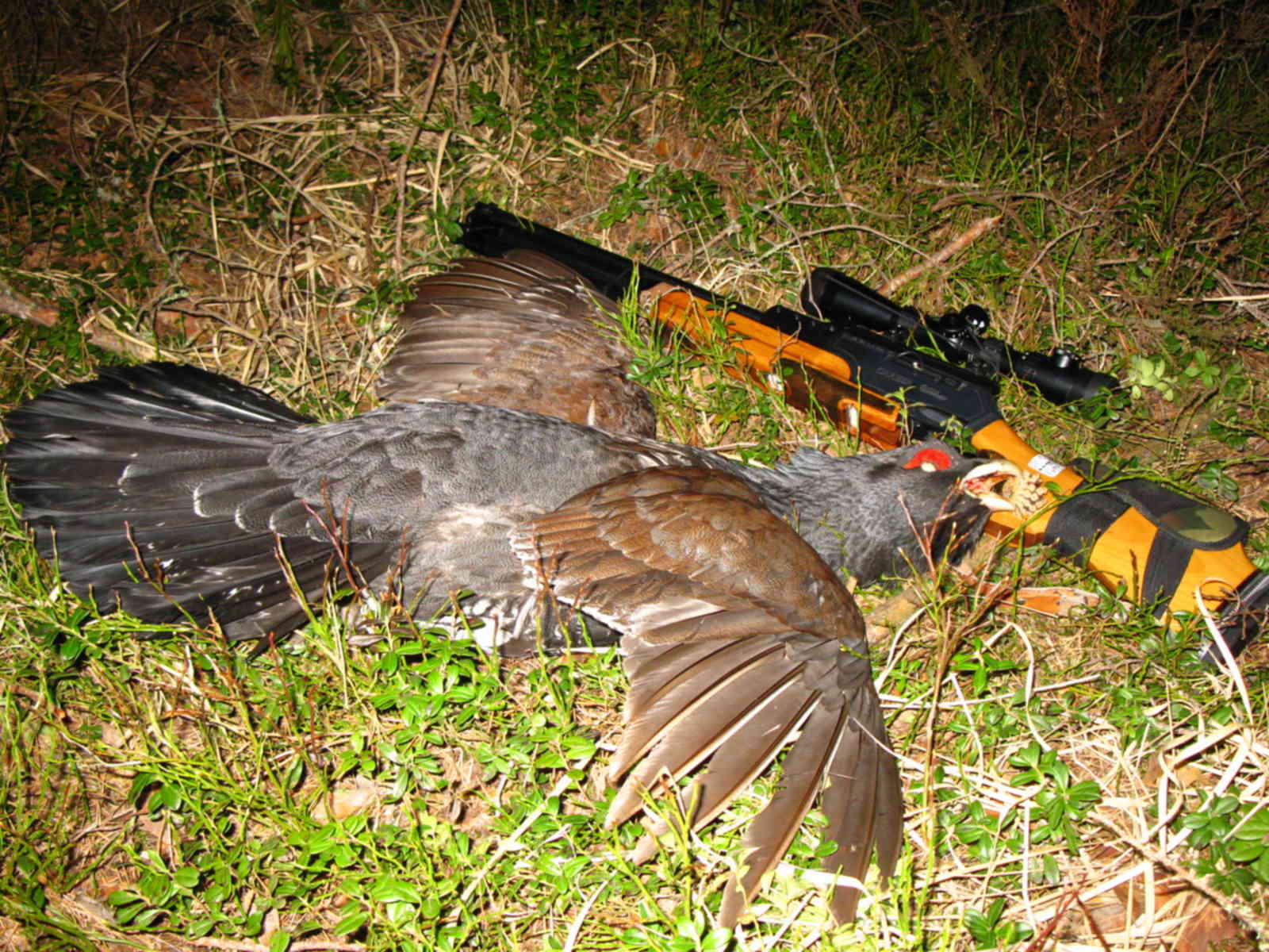 Охота на галечниках на глухаря. Можно охотиться на глухаря. Глухарь и охота на глухаря. Охота на пернатую дичь глухарь. Весенняя охота на глухаря.