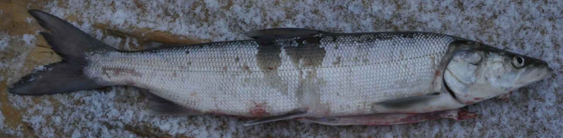 Белорыбица камчатская фото что это за рыба