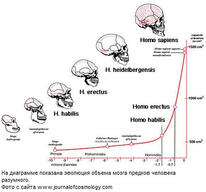 Размер мозга увеличивается. Объем мозга. Объем мозга Эволюция. Размер мозга человека Эволюция. Объем головного мозга человека.