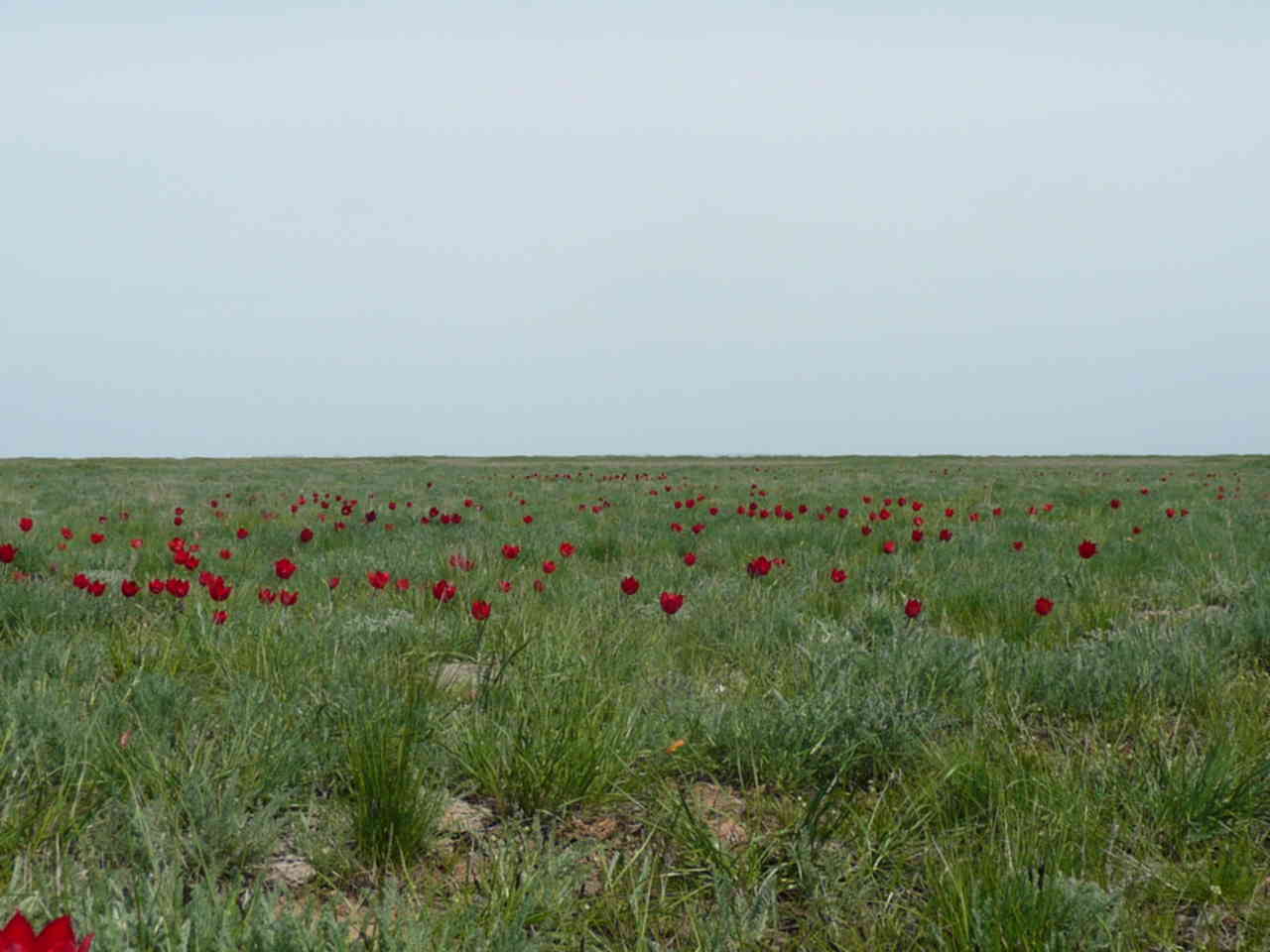 Тюльпаны в Астраханской степи