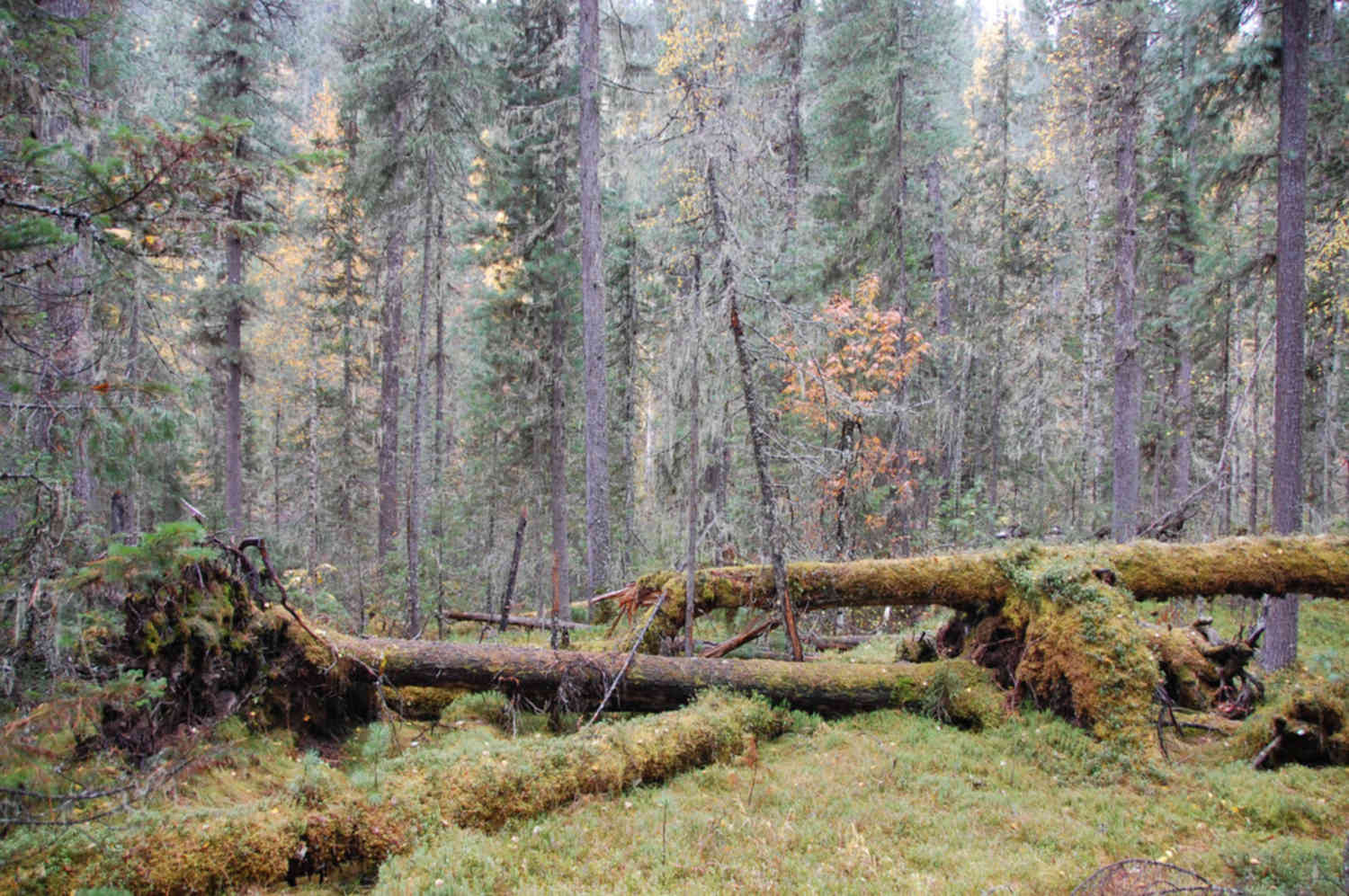 В лесу упала ель. Глухая Тайга бурелом. Тайга ХМАО бурелом. Тайга бурелом, валежник. Сибирская Тайга бурелом.