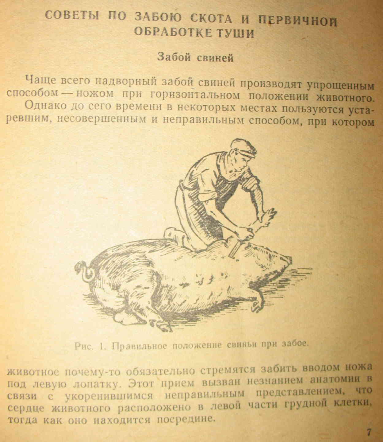 Фф пособие по выживанию в деревне. Куда правильно колоть свинью. Забой свиньи в сердце схема.