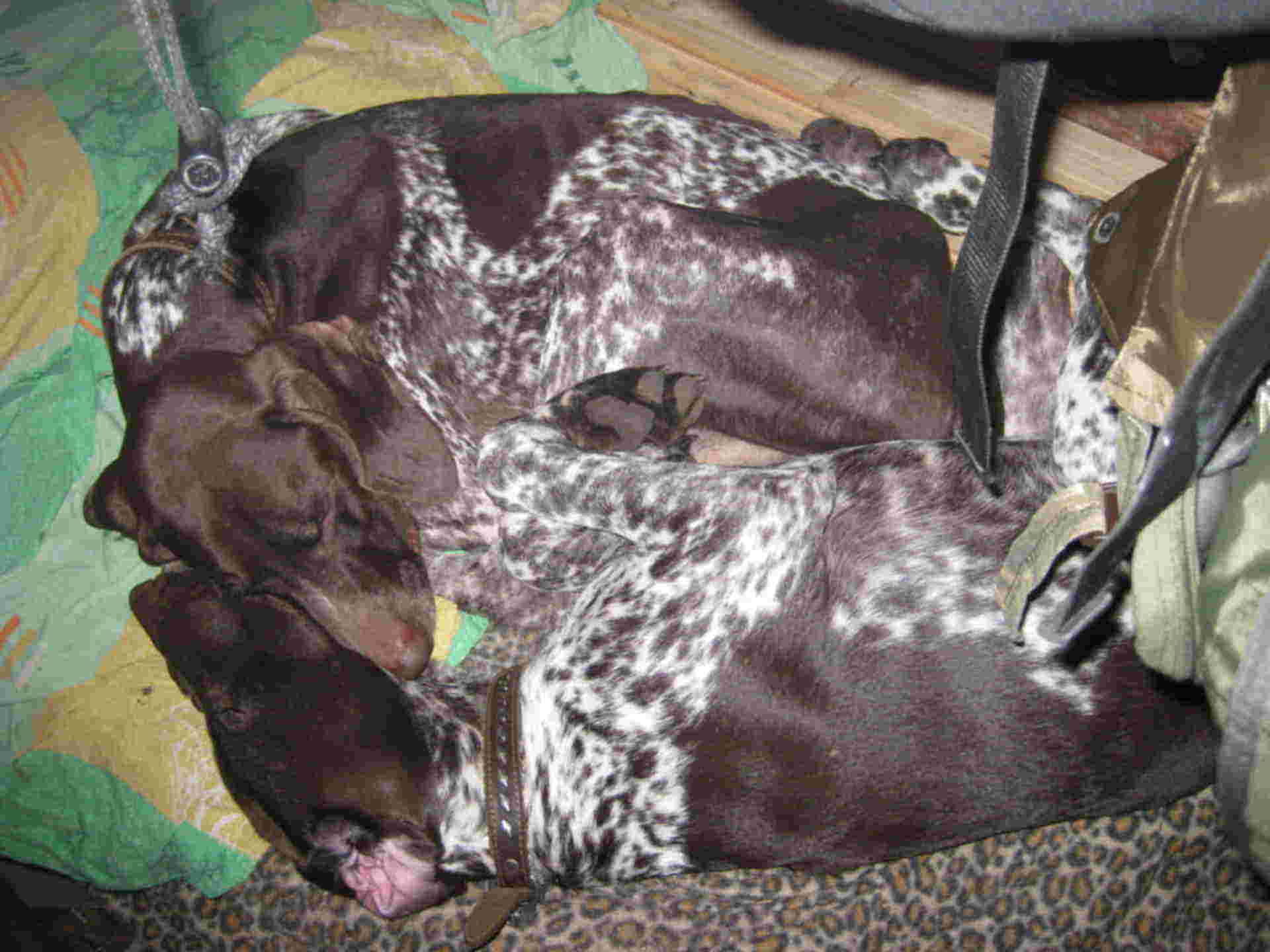 травля без собаки на охоте