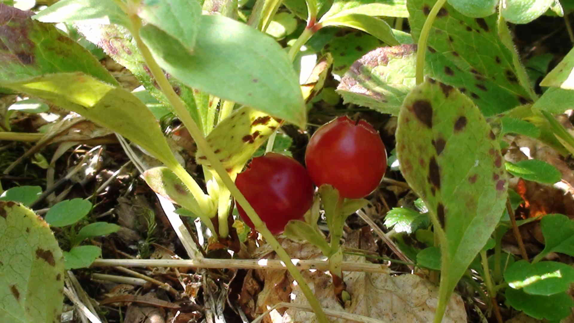 Клоповка ягода фото и описание