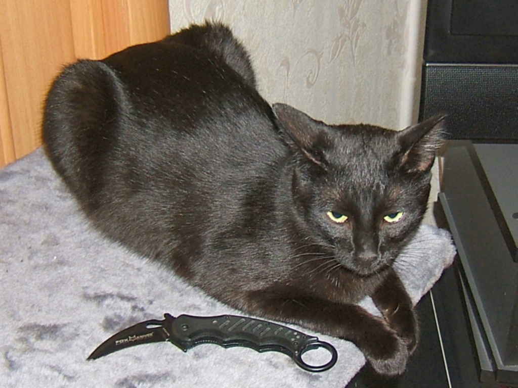 Кот с ножом