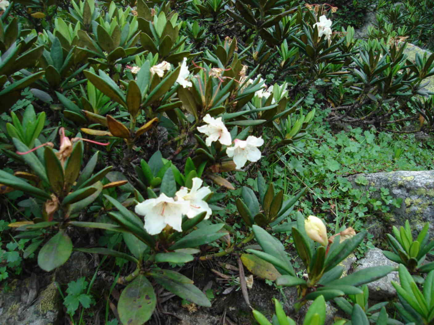 Рододендрон редовского. Рододендрон кавказский семена. Рододендрон адамса. Рододендрон как заваривать. Саган дайля растение.