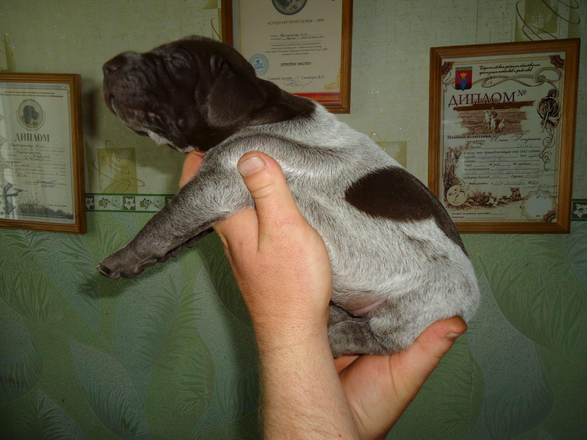 Купить собаку в воронежской. Новорожденные щенки курцхаара. Курцхаар щенок 1 месяц. Курцхаар прививки. Курцхаар с купированными ушами.