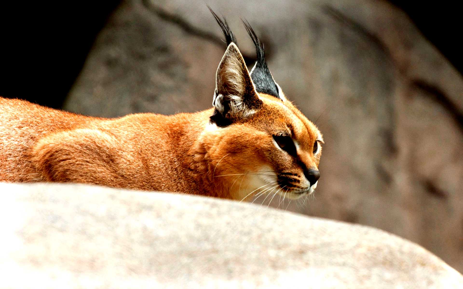Каракал Кошка Фото Домашний
