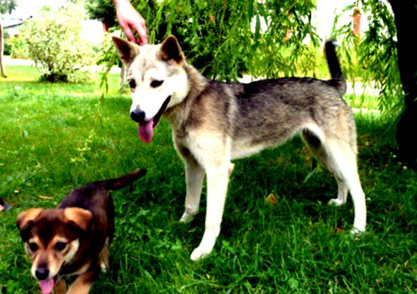 Метис лайки и дворняги. Окрас западно сибирской лайки. Лайка 2 новая. Западносибирская лайка щенок 1 месяц. Западно сибирская лайка.