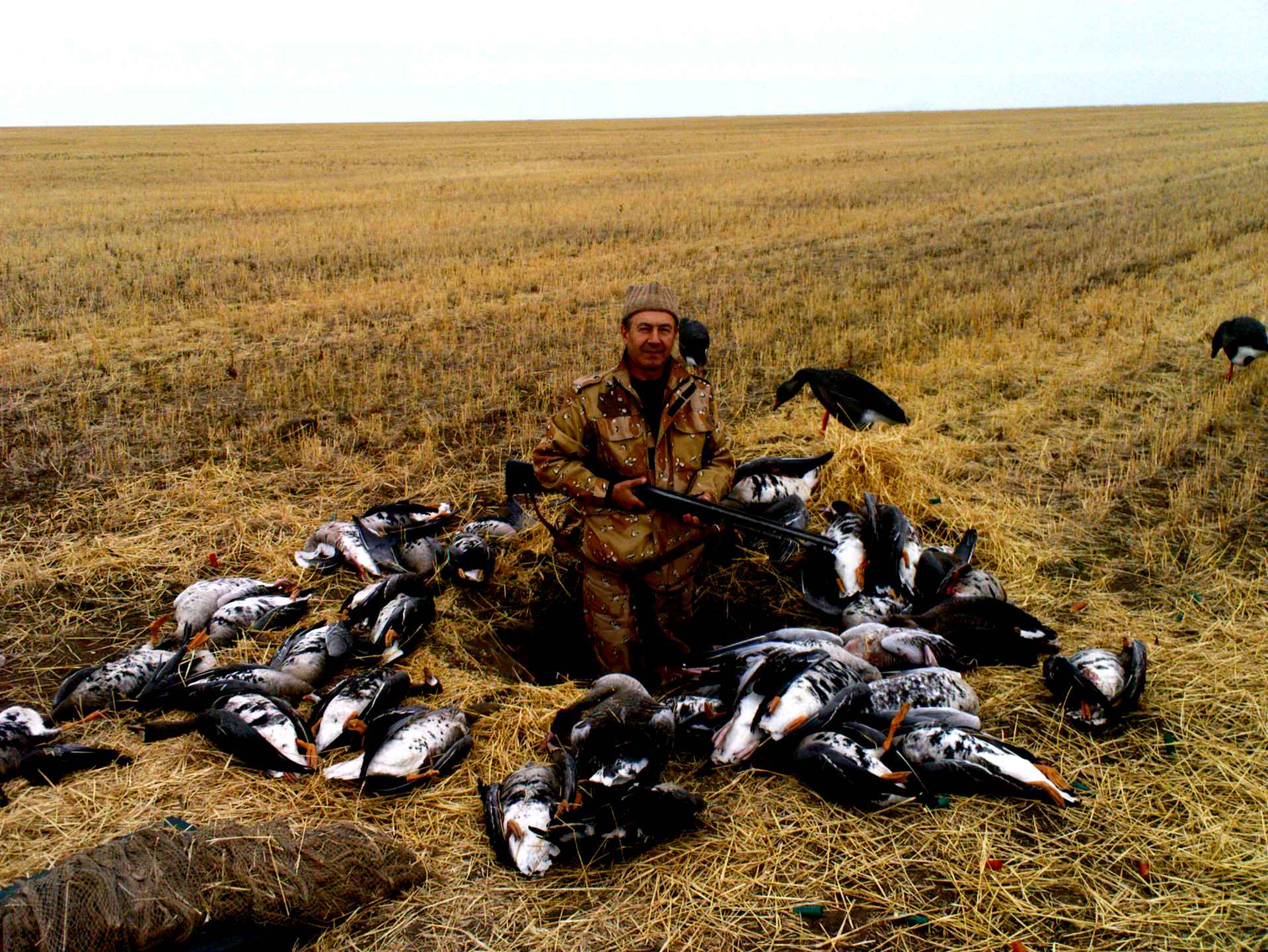Охота на гуся в Казахстане 2021