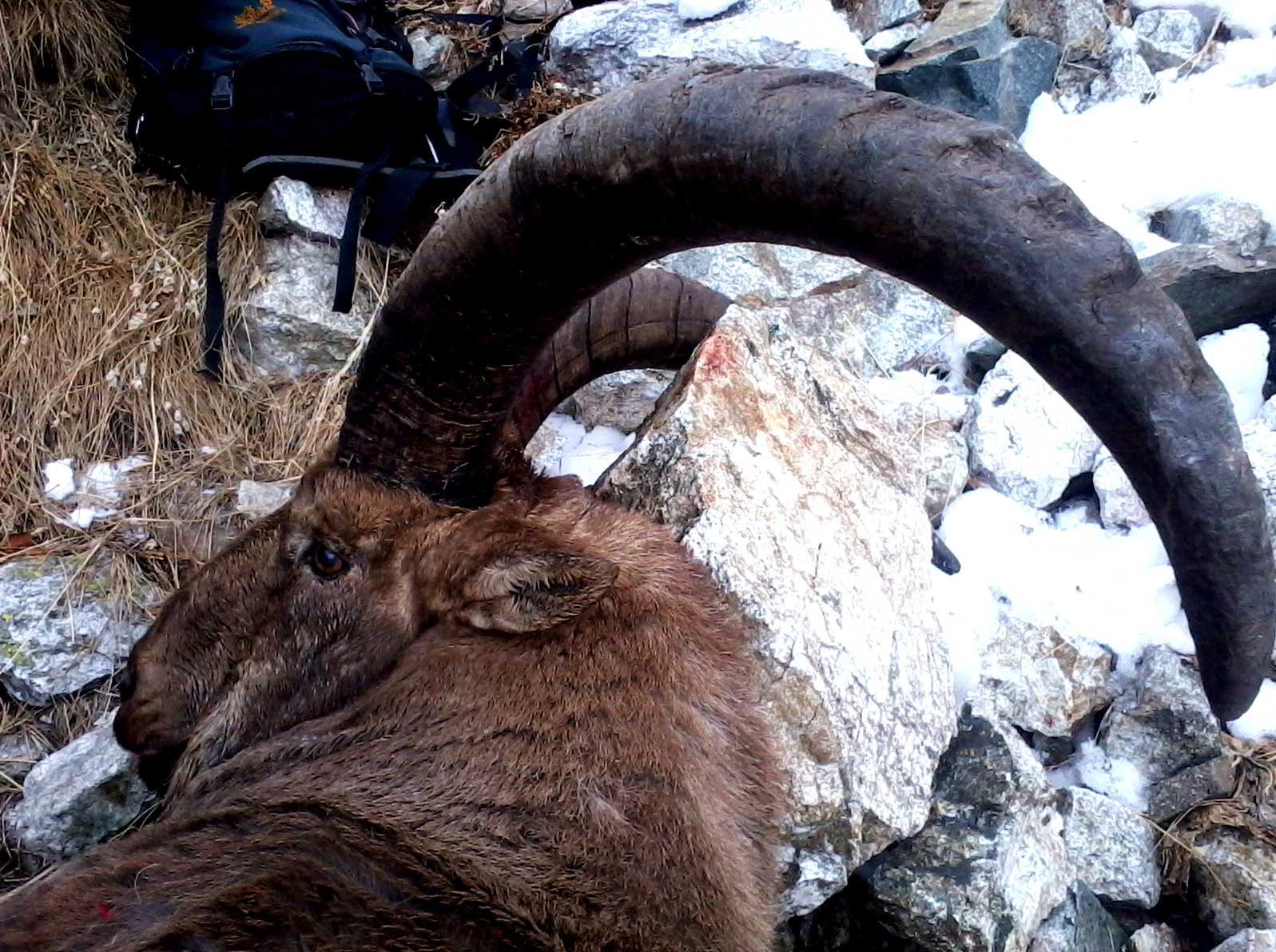 Охота на горного козла в Дагестане