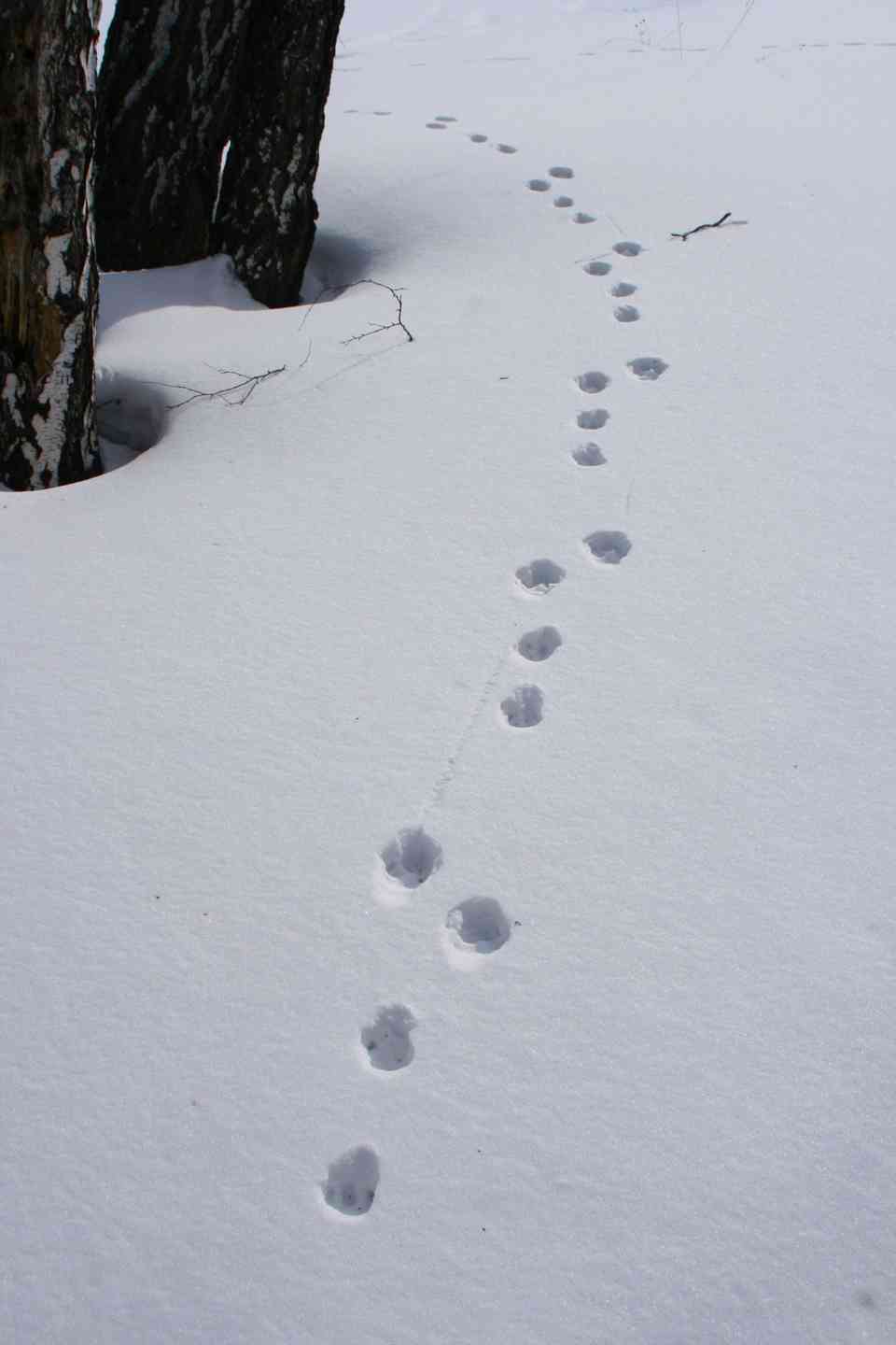 След зайца на снегу 5. Следы зайца русака. Следы зайца беляка. Следы зайца беляка на снегу. Заячьи следы заячьи следы.
