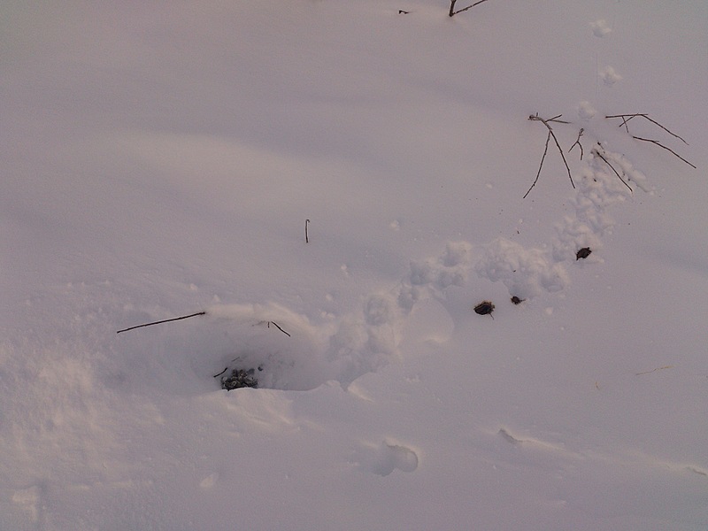 Сколько куропаток попалось в ловушку кота