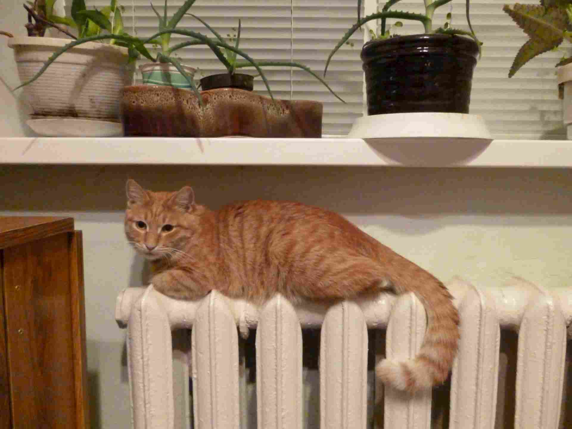 Тимофей кот