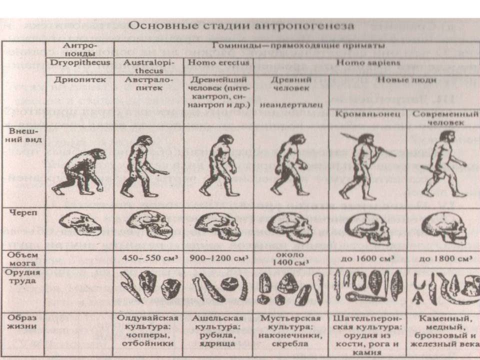 Интерактивный урок по биологии на тему: "Движущие силы антропогенеза"