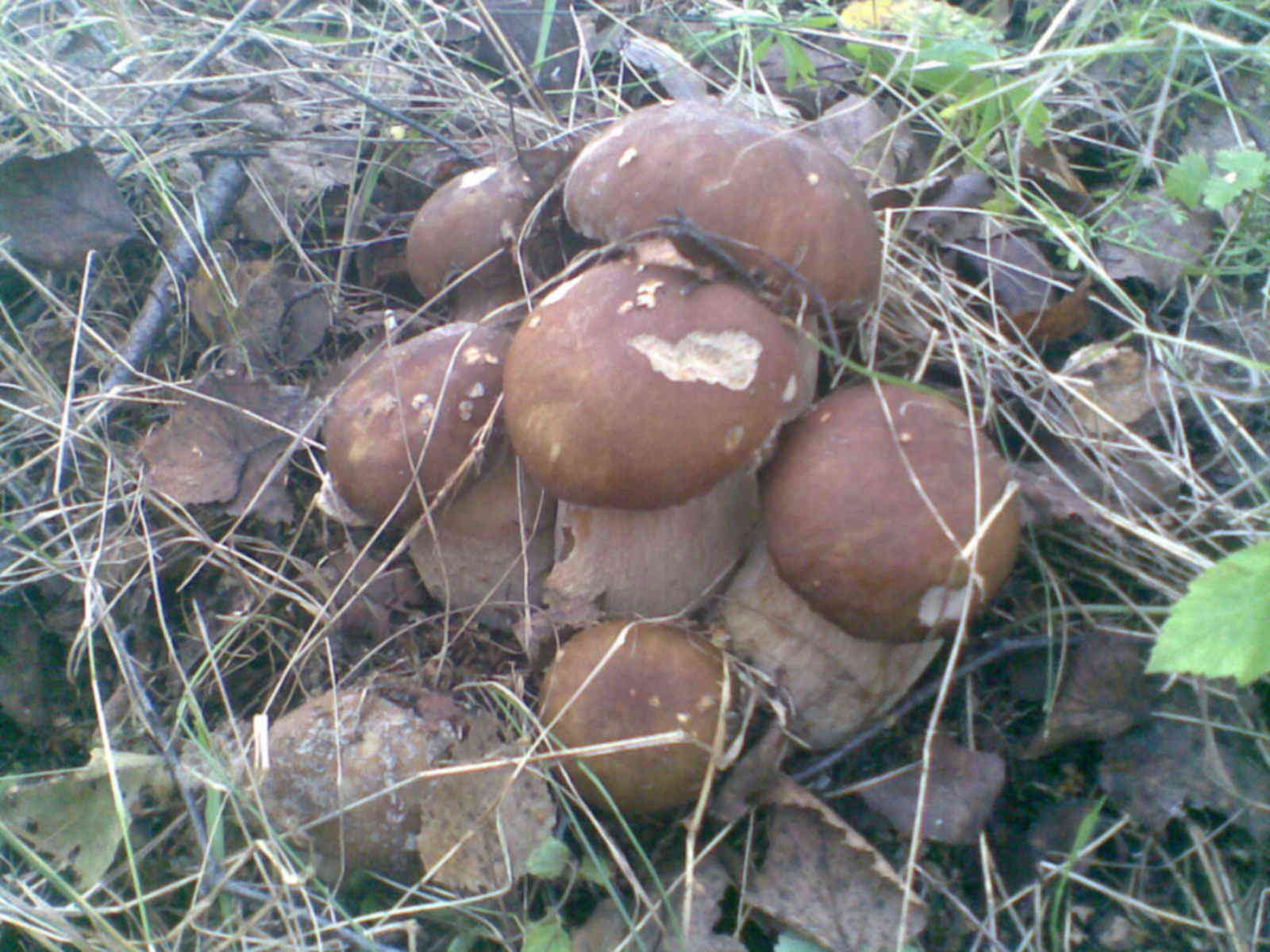 Волгодонской район где собирают грибы синеножку