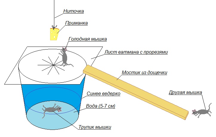 Как сделать самодельную ловушку для мышей Домашнее хозяйство : картинки : Мыши! Как вывести без Кота?