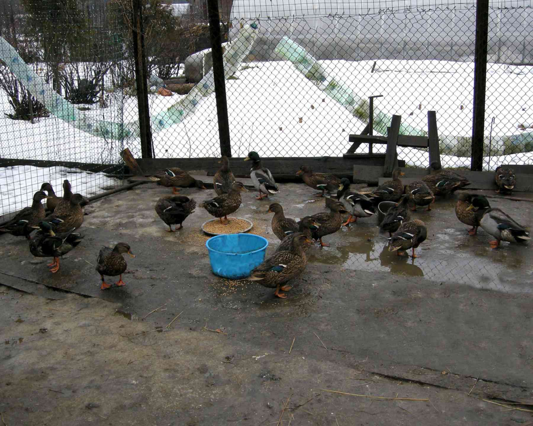 Подсадные видео. Охота с подсадной уткой весной на селезня. Семеновская подсадная утка. Утка подсадная для охоты. Селезни утки подсадные.