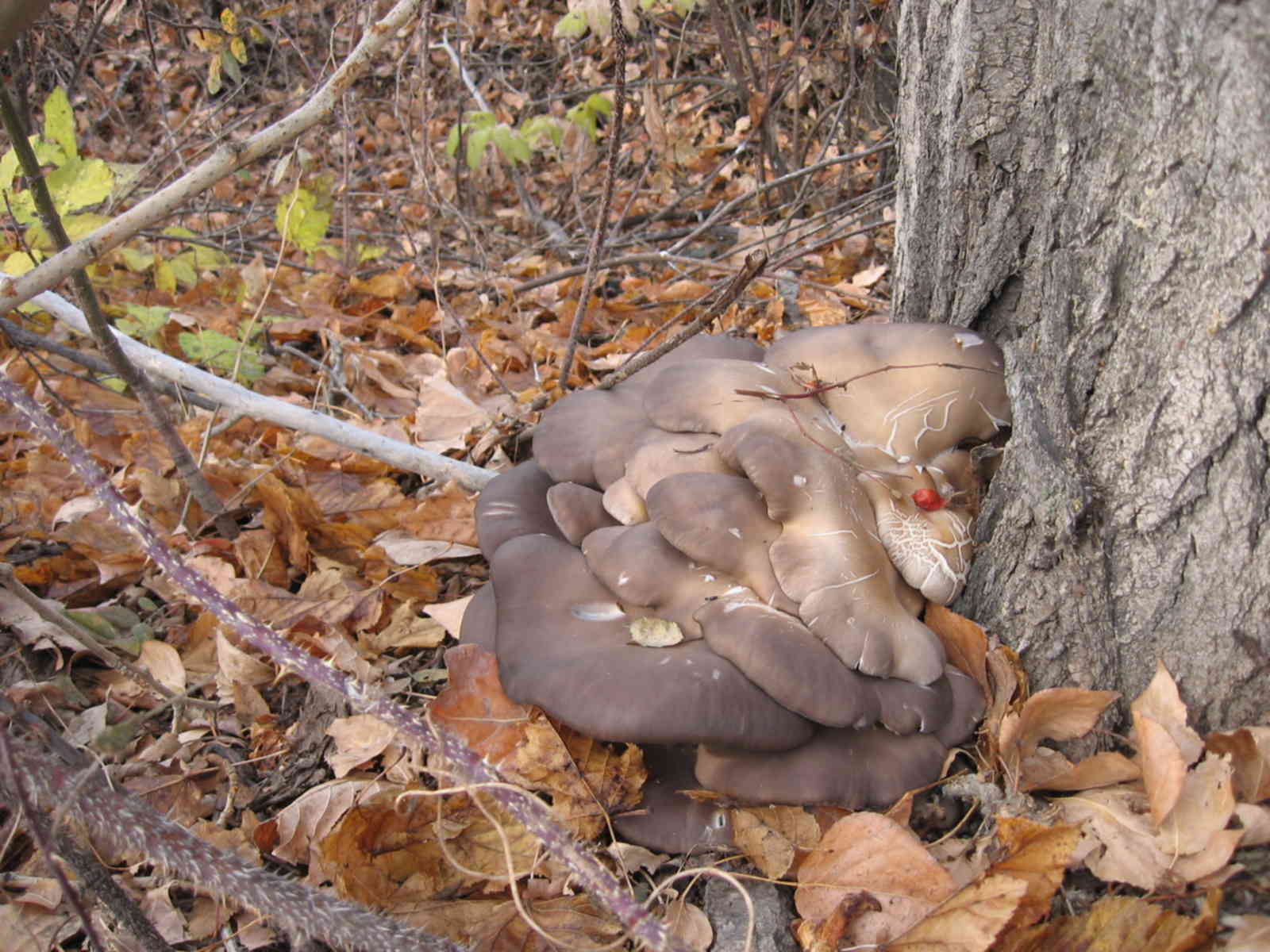 Осенние грибы под тополями