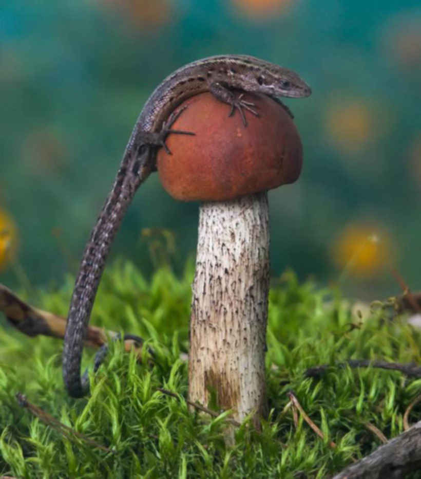 Фото прикол грибы