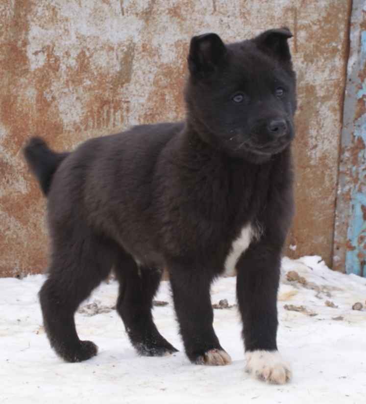 Купить Щенка Норвежской Лайки В Перми