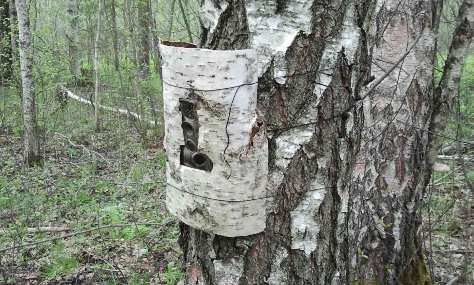 Засидки на Кабанов