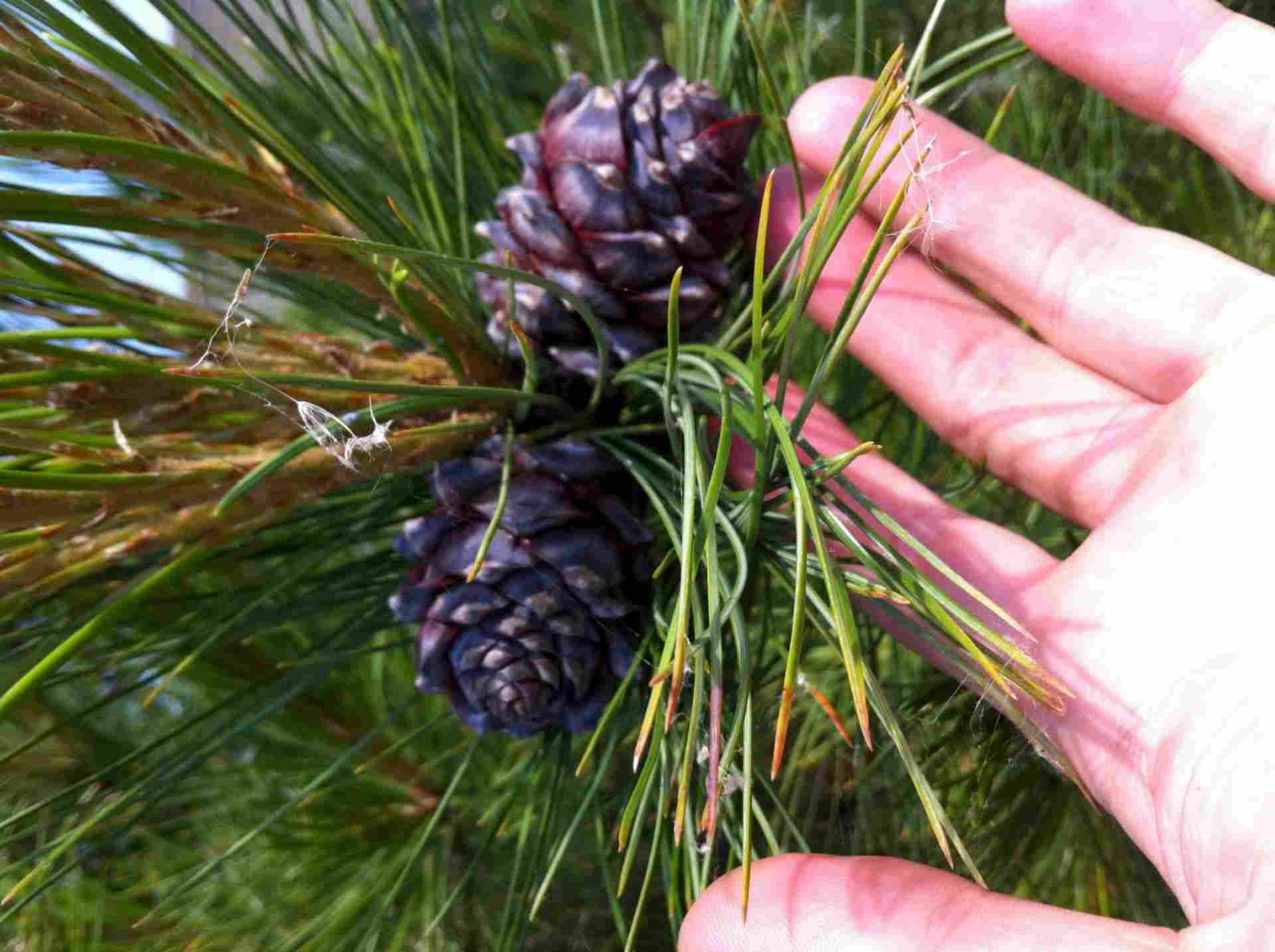 Сосна кедровая корейская. Кедр сибирский рост в год. Какие кедры плодоносят. Привой сосны. Сосна кедровая сибирская.