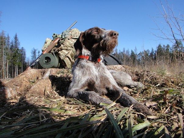 Купить Дратхаара Для Охоты На Авито