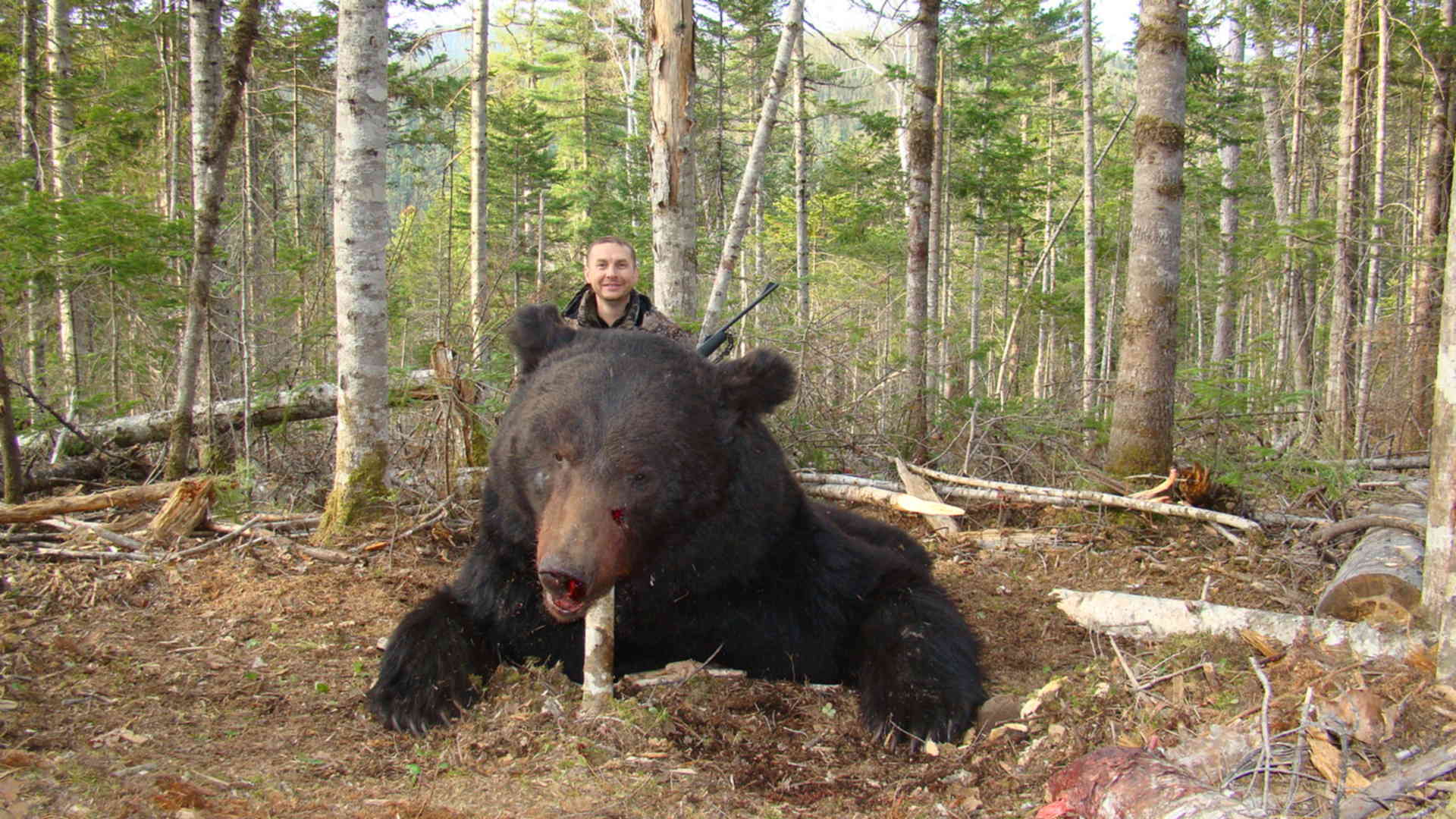 Бурый медведь Забайкальского края