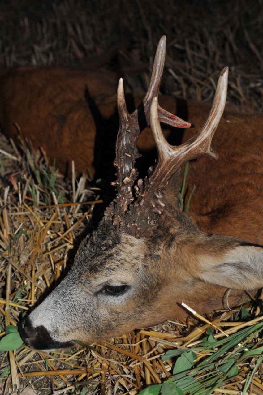 зубр бизон и. обитатели беловежской пущи. зубр. зоосад олень марал. зубры олени.