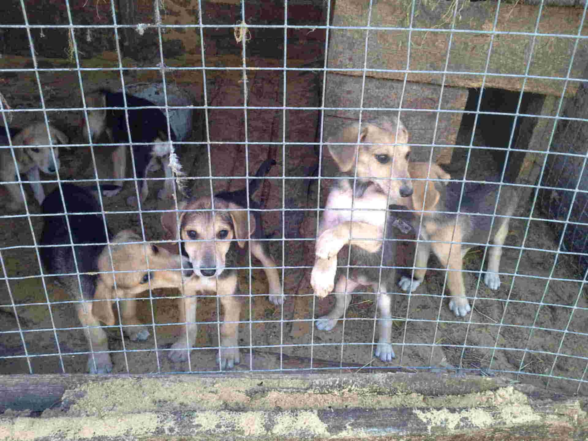 Купить Собаку В Рязани И Рязанской Области