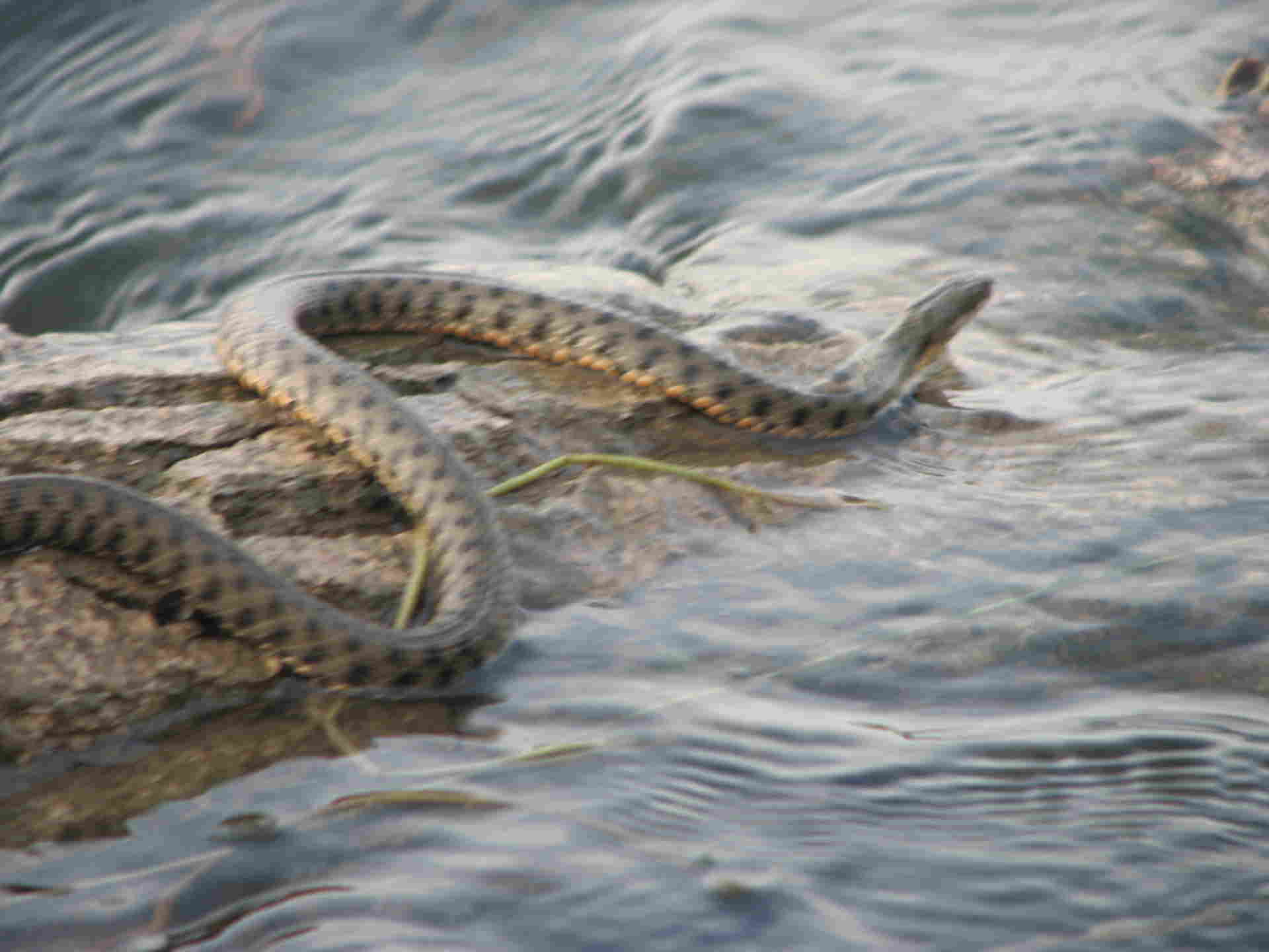 Водный уж