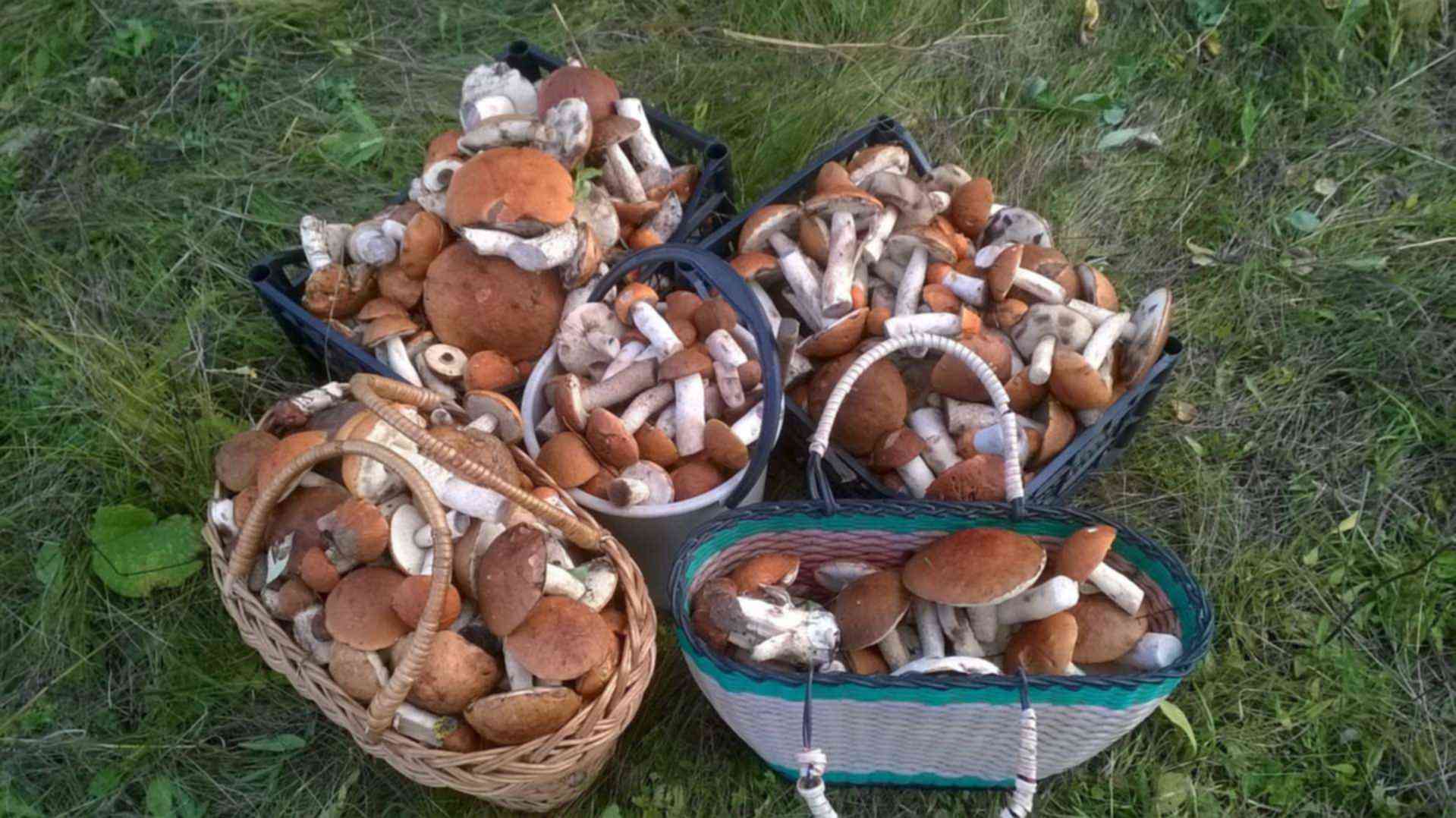 Какие грибы собирают в апреле. Опята в Липецкой области 2022. Много грибов. Большой урожай грибов. Много грибов в лесу.