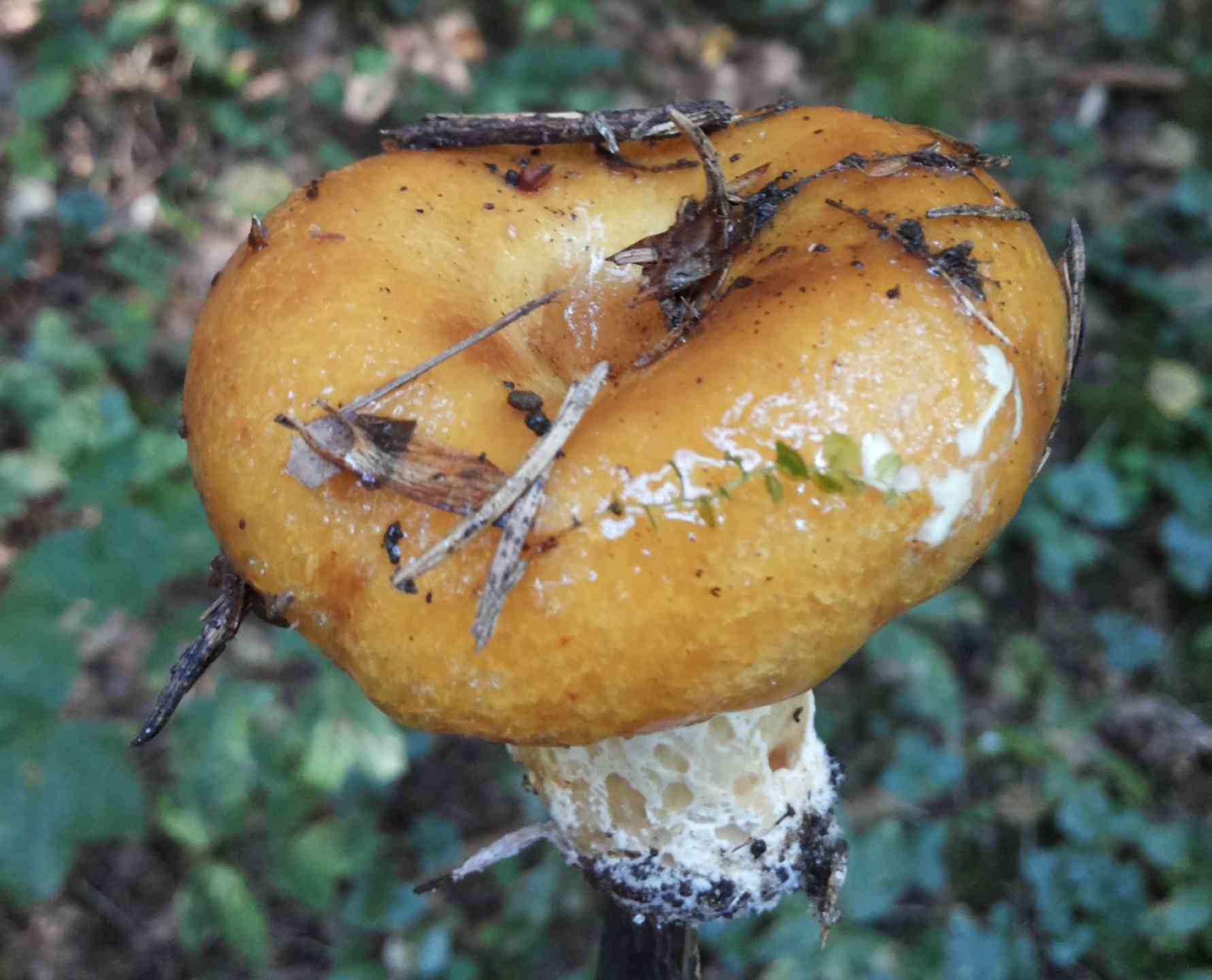 Осенний гриб со слизью на шляпке