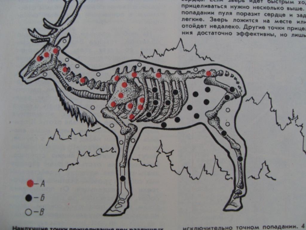 Убойные места лося схема