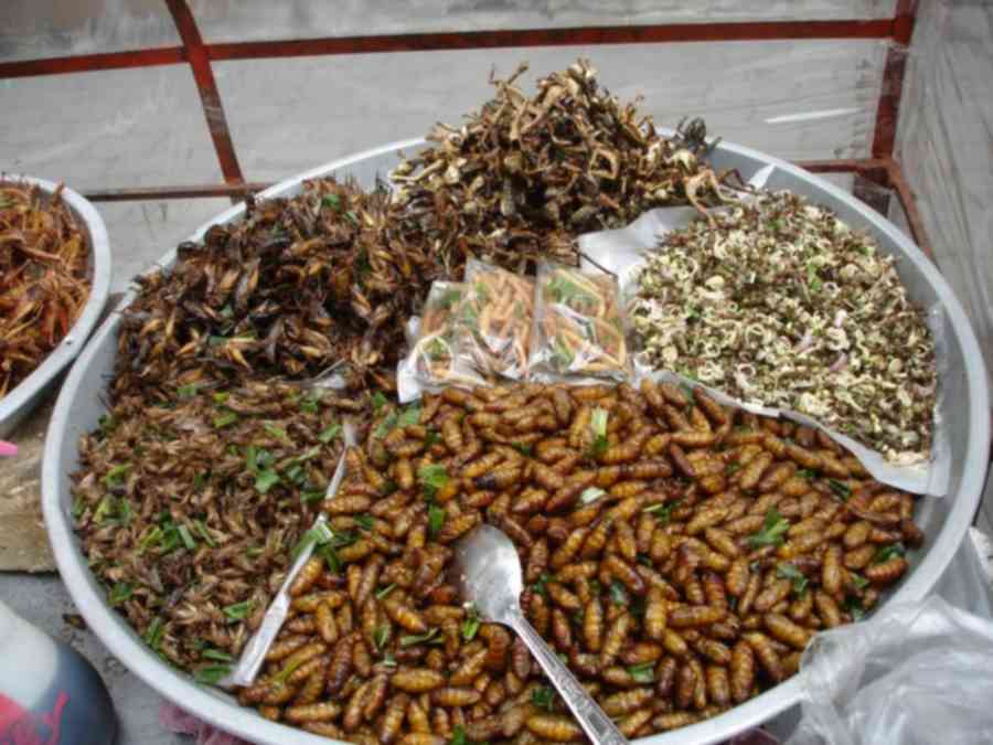 Где едят червей. Еда из насекомых. Блюда из тараканов. Тайские насекомые еда. Тайская еда тараканы.