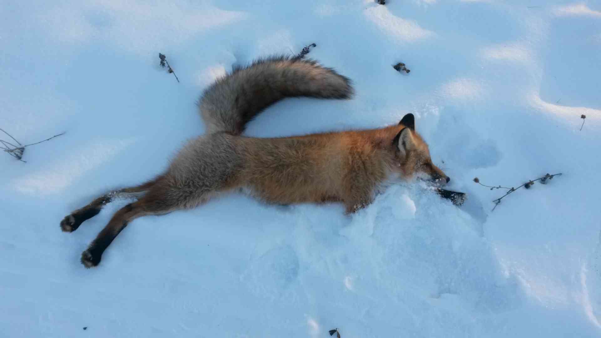 Охота на лисицу текст на английском. Обыкновенная лисица охота.