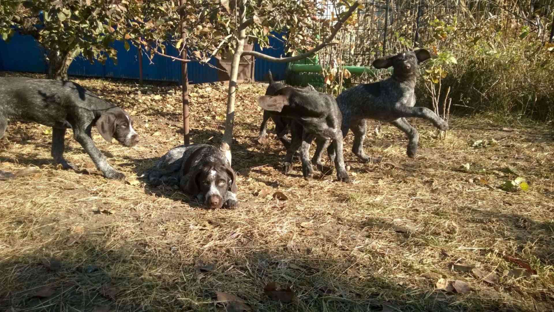 Щенки Дратхаара Купить В Ярославле