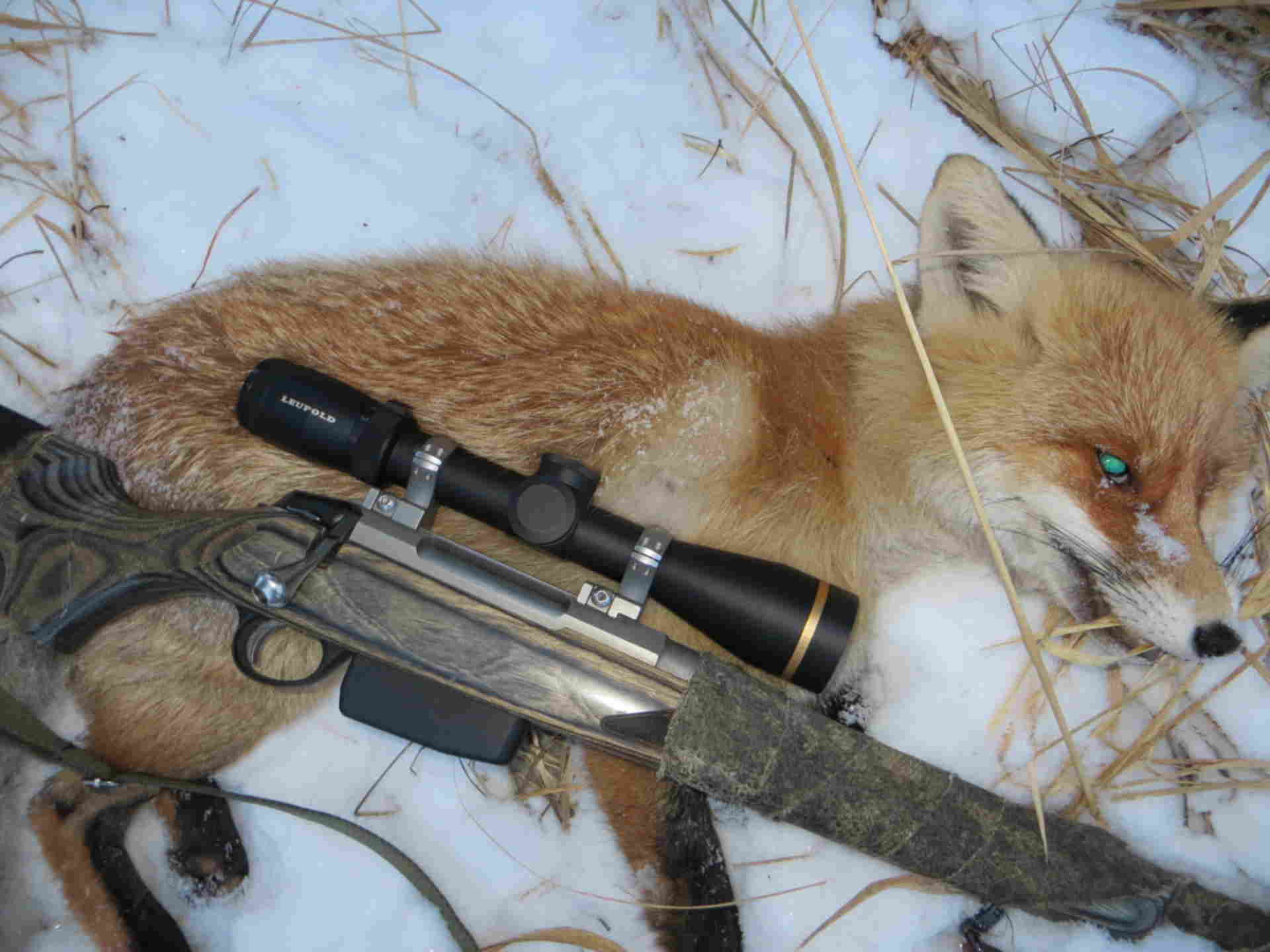 Видео охота лис. Охота на Лис с 308 калибром. Патрон на лису 12 калибра для охоты. Лиса на охоте.
