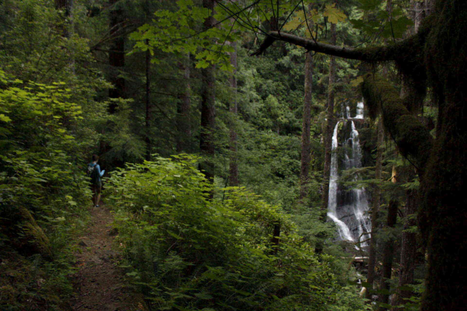 Существуют ли в природе. Национальный лес в Кентукки фото. Kentucky Forests.