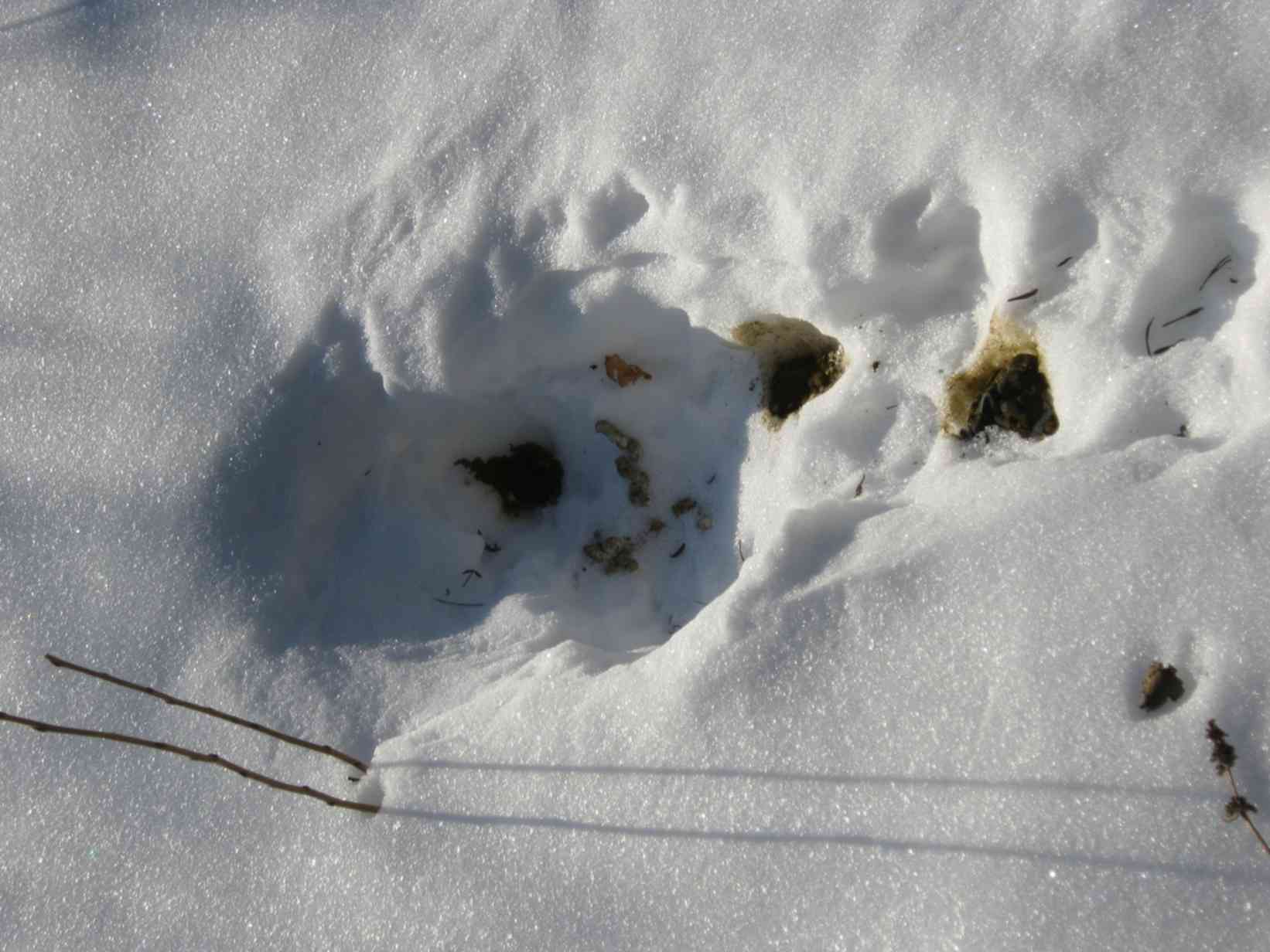 След хорька на снегу фото. Следы Лесной куницы. Следы Куницына снегу. Лесная куница следы на снегу. Следы куньих на снегу.