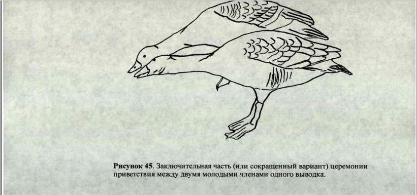 Расстановка профилей на гуся весной схема