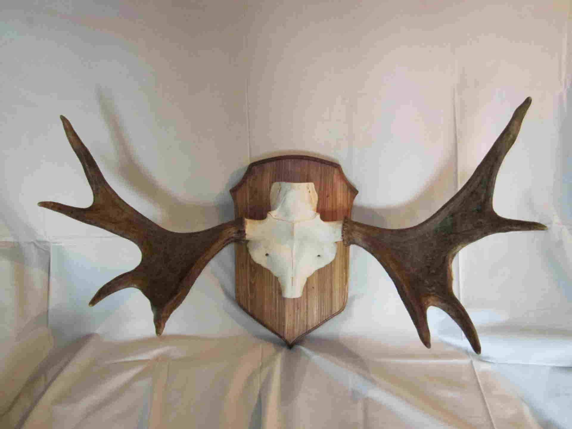 Рога лося на медальоне. Череп лося с рогами. Лосиные рога на стену. Рога оленя на медальоне. Рога косули на медальоне.