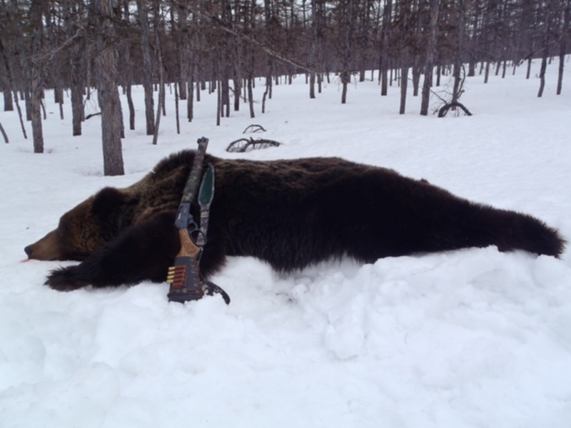 Охота на медведя 2. Ружье 12 калибра на медведя. Охота на медведя с 20 калибром. Охотничьи ружья на медведя.