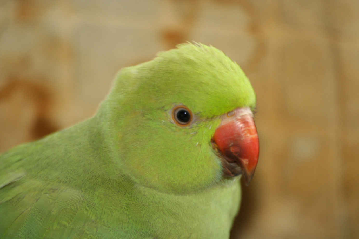 Ожереловый говорит. Ожереловый попугай Крамера. Попугай кольчатый ожереловый. Австралийский ожереловый попугай. Ожереловый попугай зеленый.