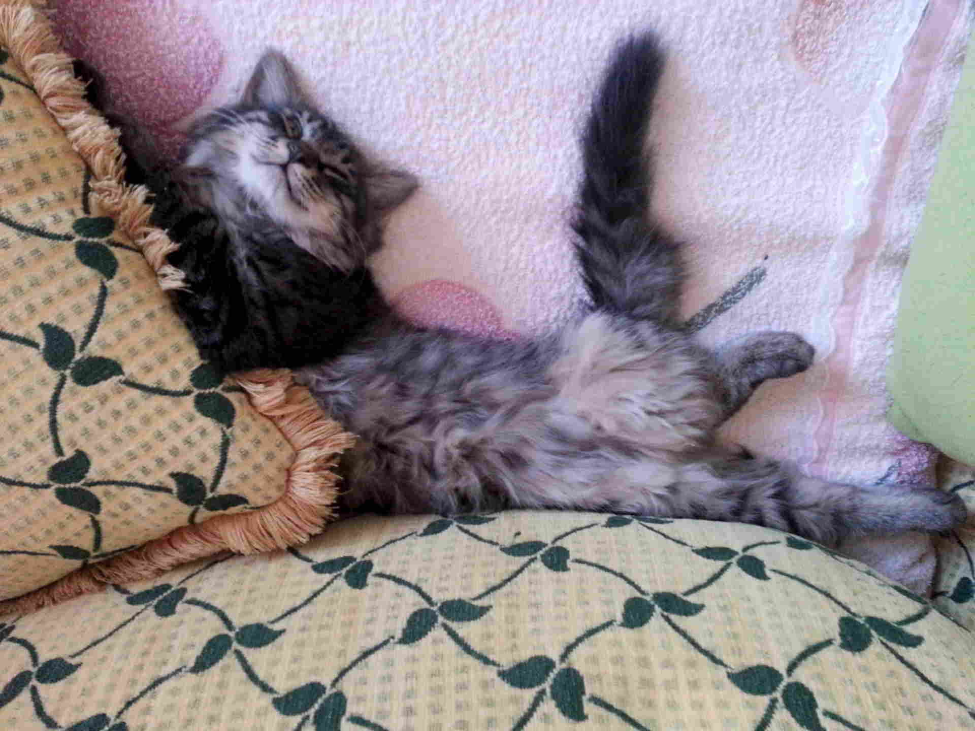 Немецкие Кошки Фото