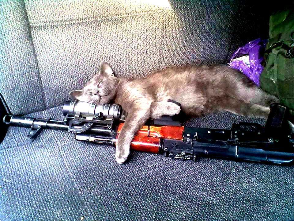 Суровые коты донбасса