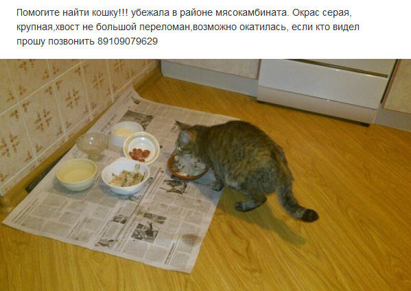 Как найти кошку если она. Кошка убежала из дома. как найти кошку. если кот убежал на даче. сбежал кот из квартиры как найти.
