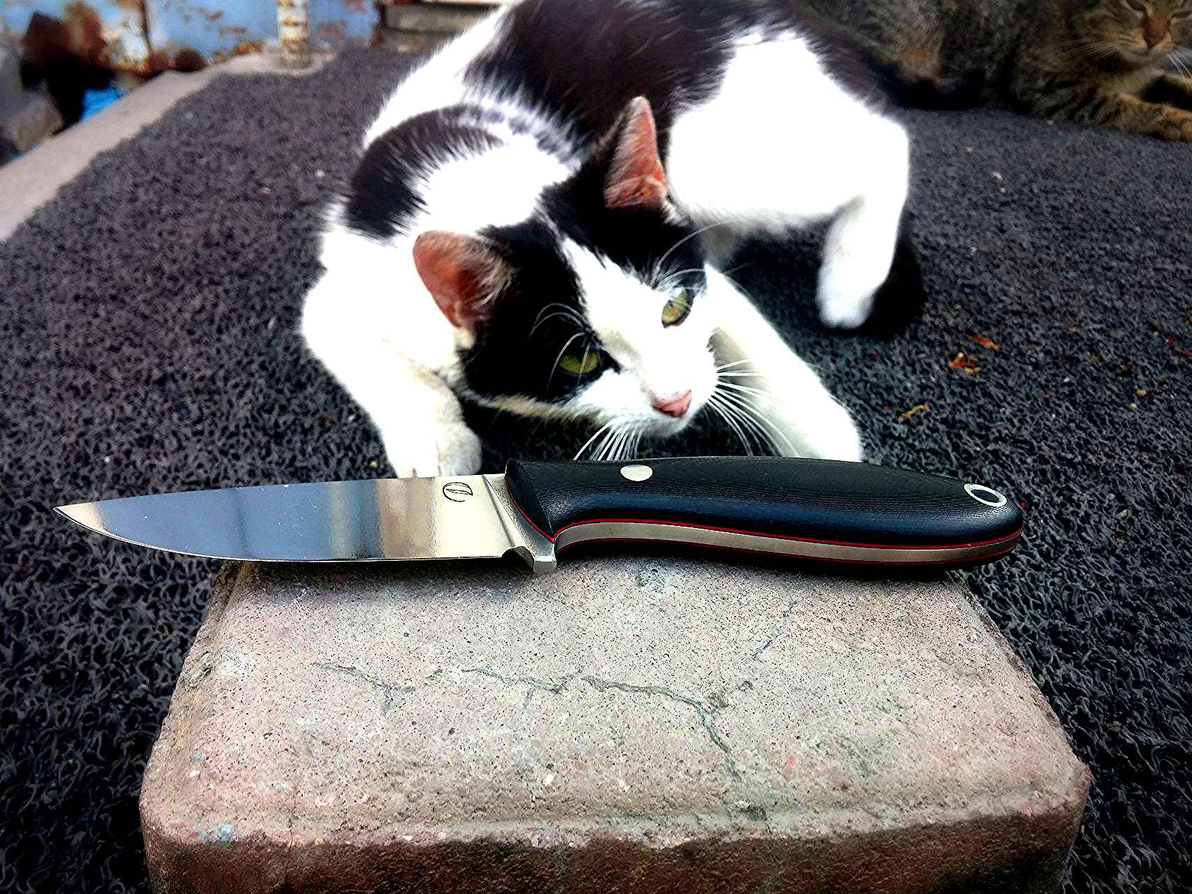 Кот угрожает. Кот с ножом. Коты с ножами.